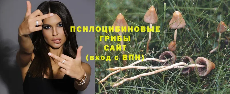 Псилоцибиновые грибы Psilocybe  Льгов 